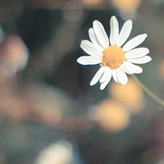 网页在线DDOS压力测试